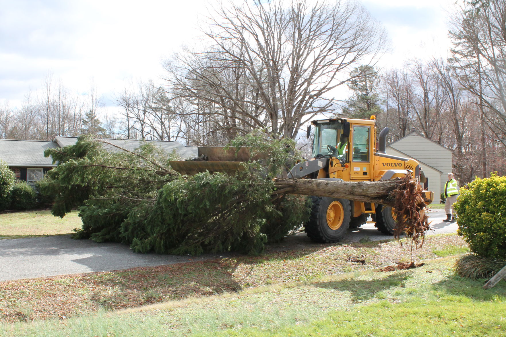 Cedar Tree Highland Hills Drive Friday high winds.JPG